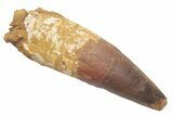 Massive, Real Spinosaurus Tooth - Feeding Worn Tip #214329-1